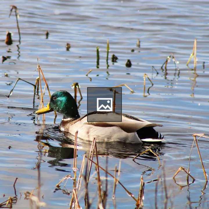 Mallard Duck on Swamp Water