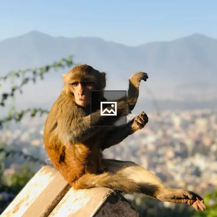 Monkey on Wall in Sunlight