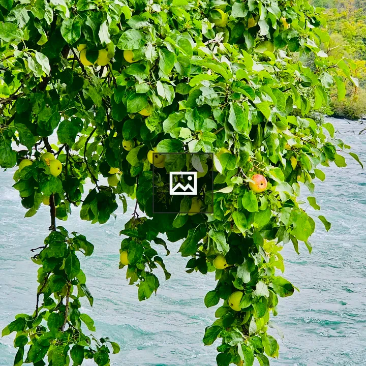 Apples on a Branch by Niagara River