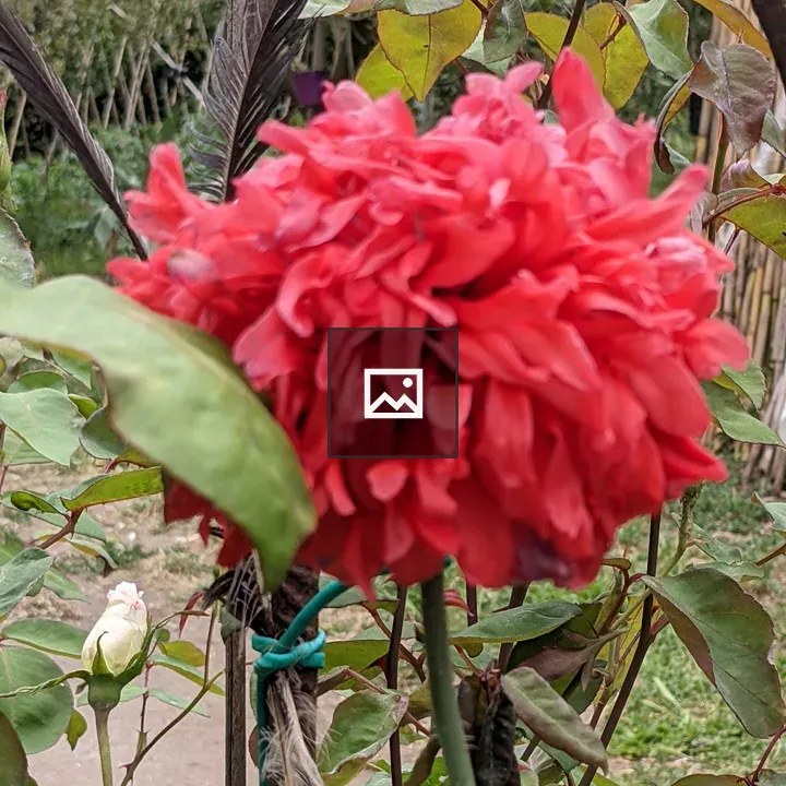 Flower in Portrait