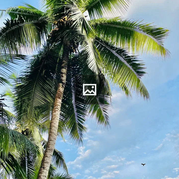 Cloudy afternoon in Pantheeramkavu