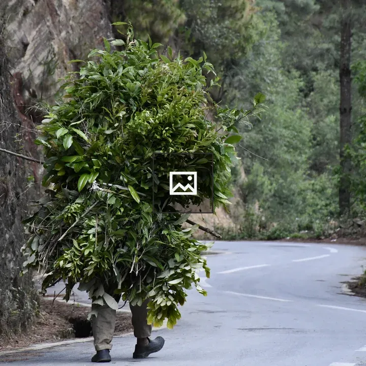 Person Carrying Green Leaves on Path