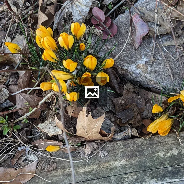 Small yellow flowers