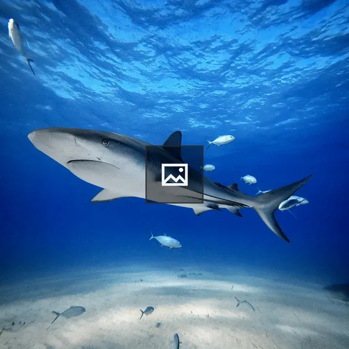 Caribbean Reef Shark on Ocean Floor