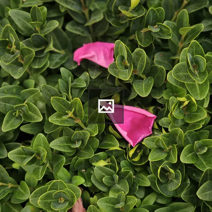 Fallen Pink Petals on Boxwood