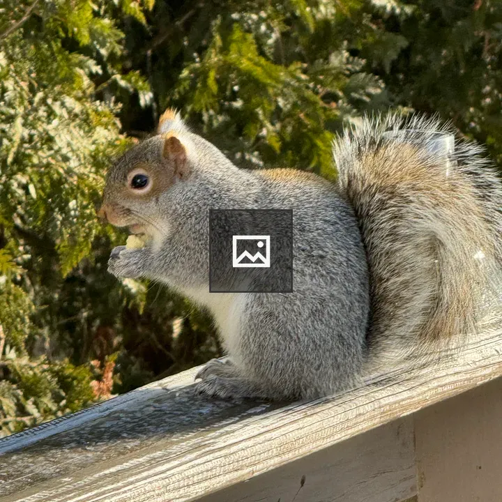 Grey squirrel on railing