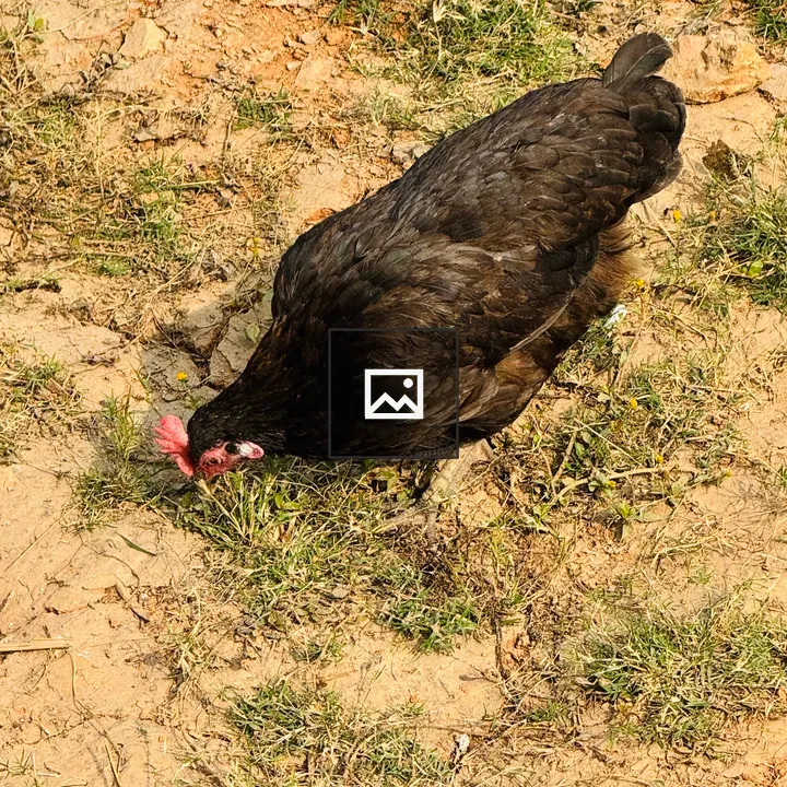 Black Hen Foraging