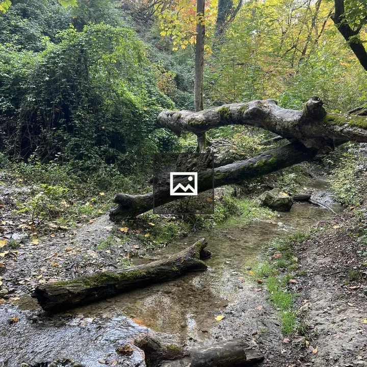 Tree trunks in forest stream
