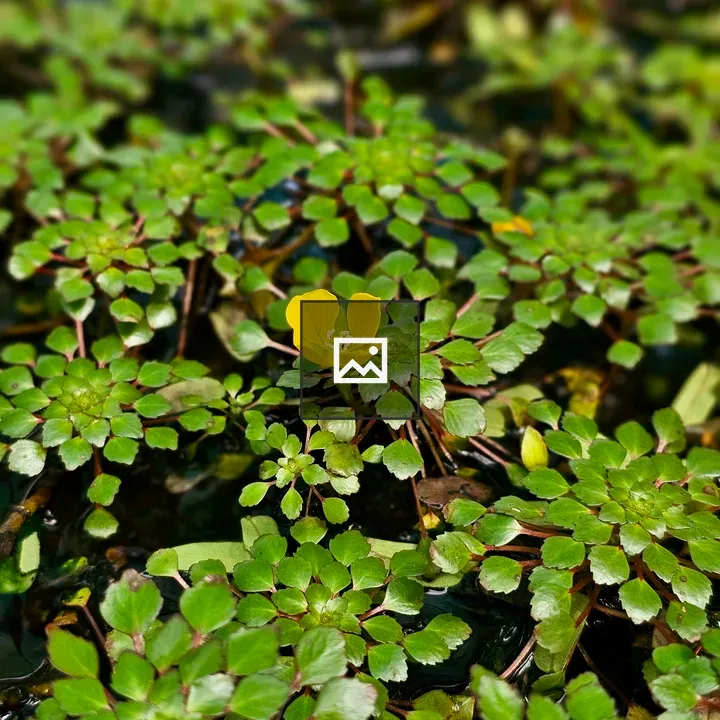 Mosaic plant Ludwigia leaves