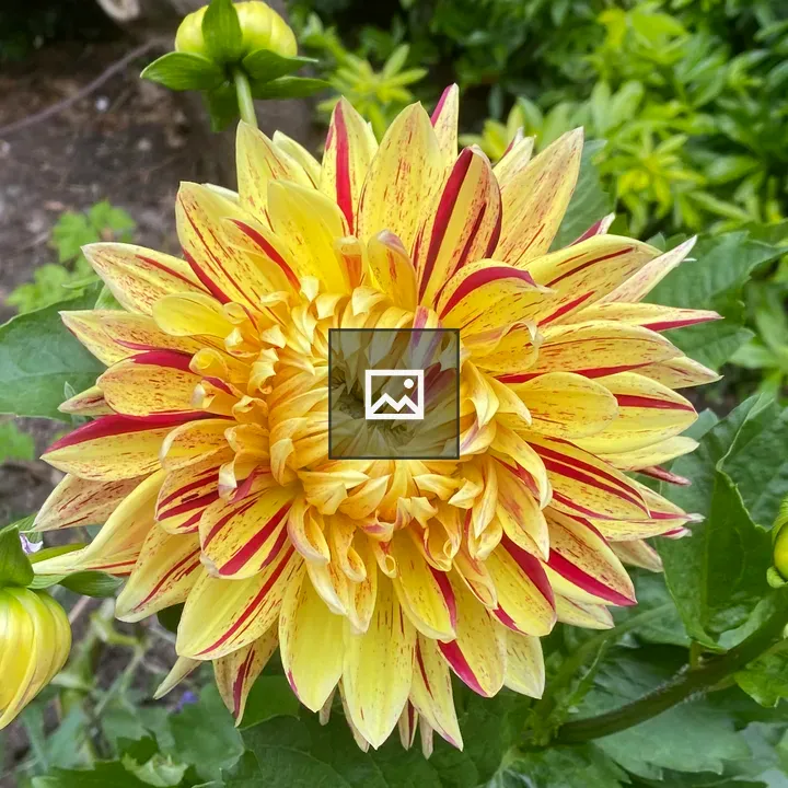 Dahlia in Green and Red