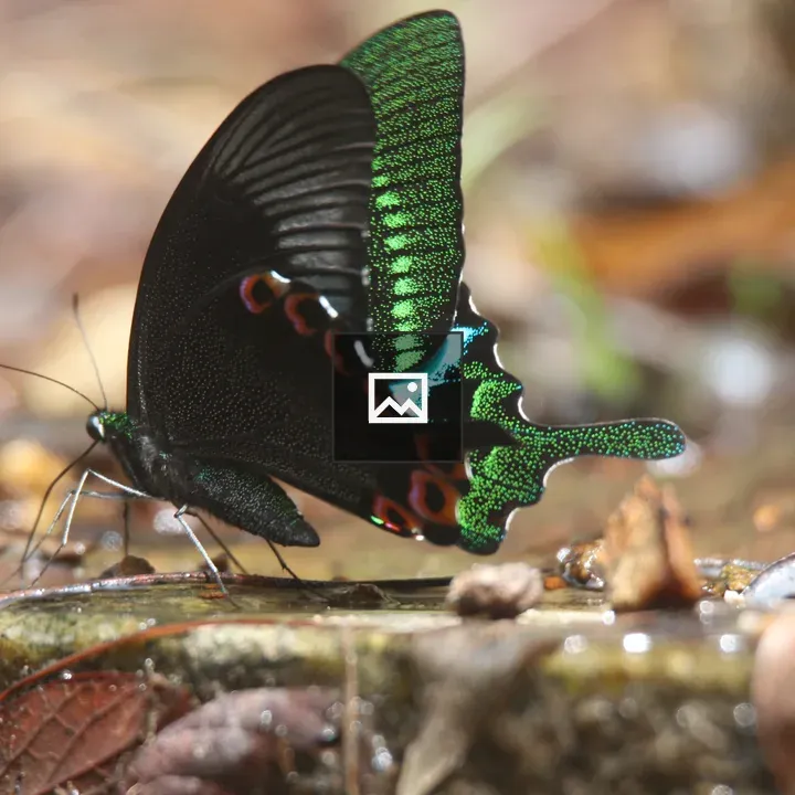Papilio paris on Wet Stone