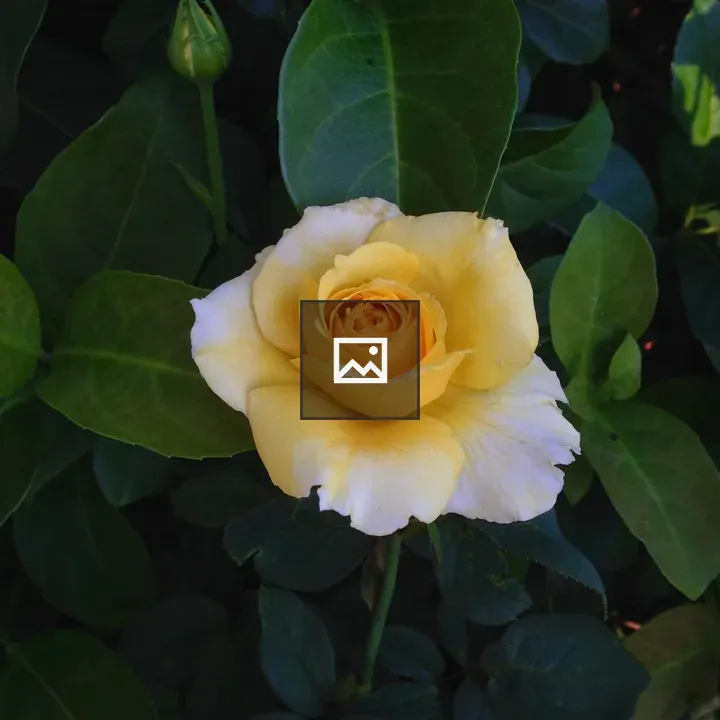 Yellow rose