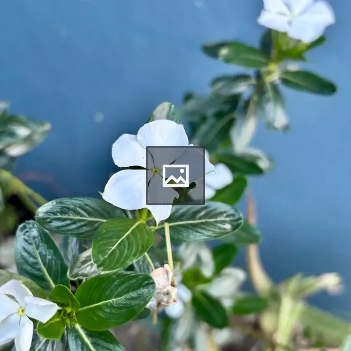 Small white flower
