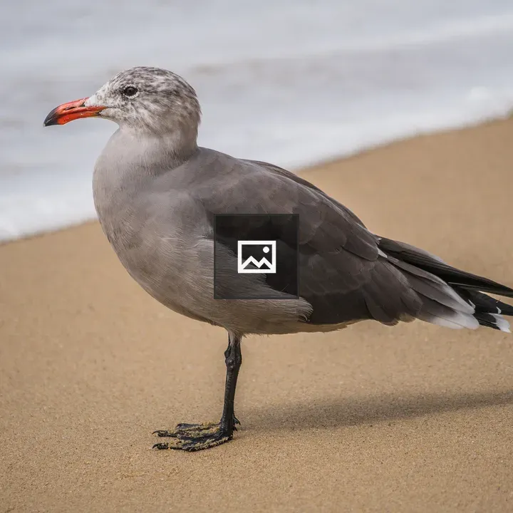 Seagull on the Beach