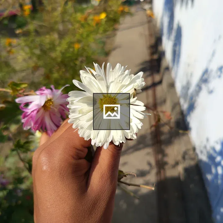 Hand Holding White Flower with Pink Blossoms
