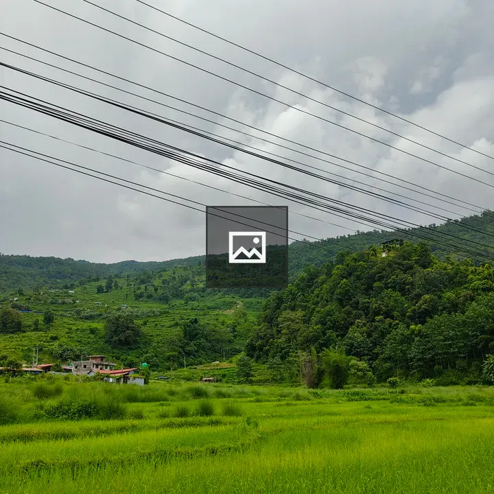 Rice fields and buildings landscape