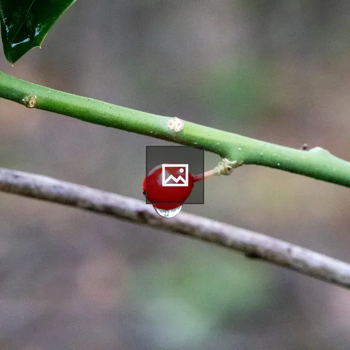 Berry on a branch with raindrop
