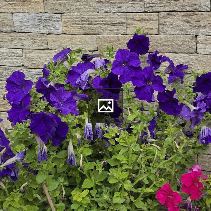 Vibrant Purple Petunias