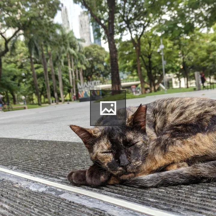 Cat on the Tracks