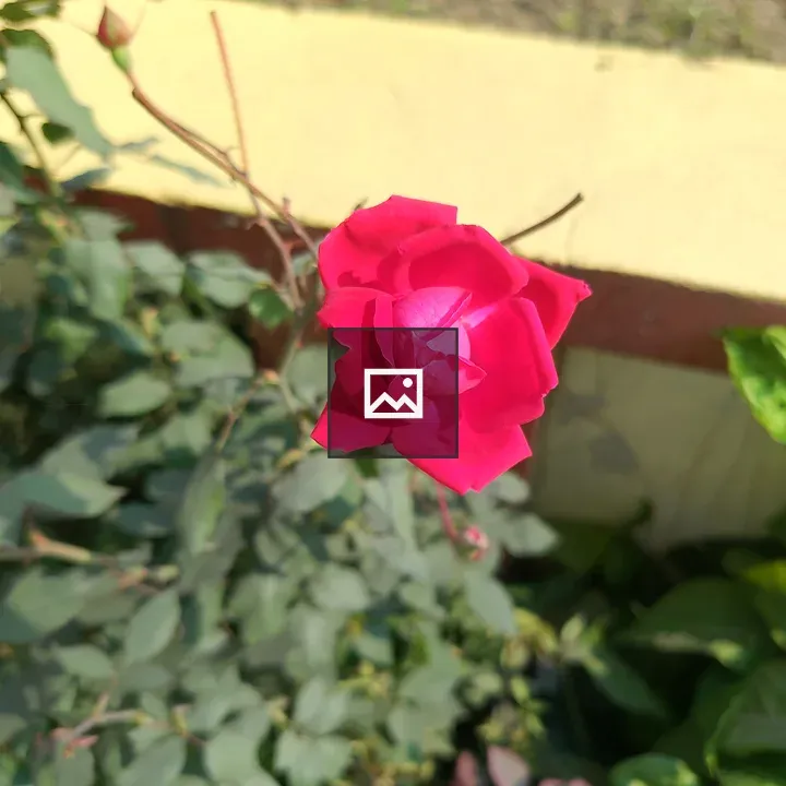 Pink rose blossom in focus