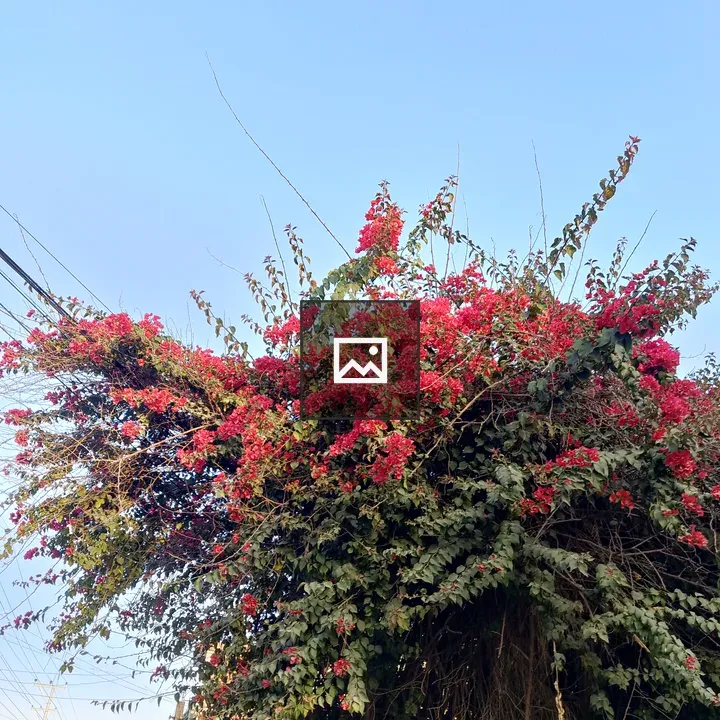 Red Flowers on a Tree