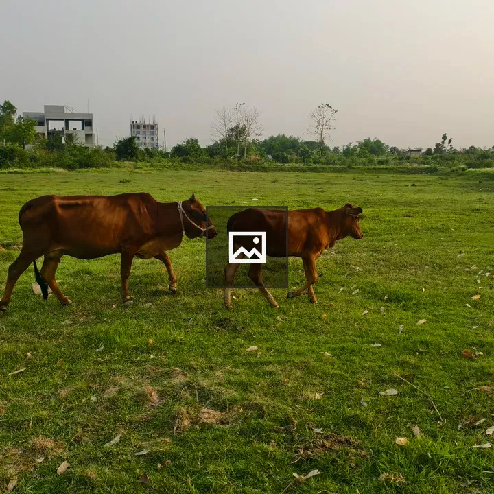 Two brown cows grazing pasture