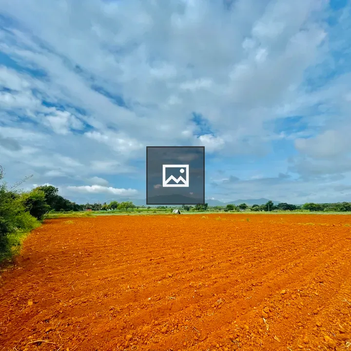 Paddy field ready for harvest