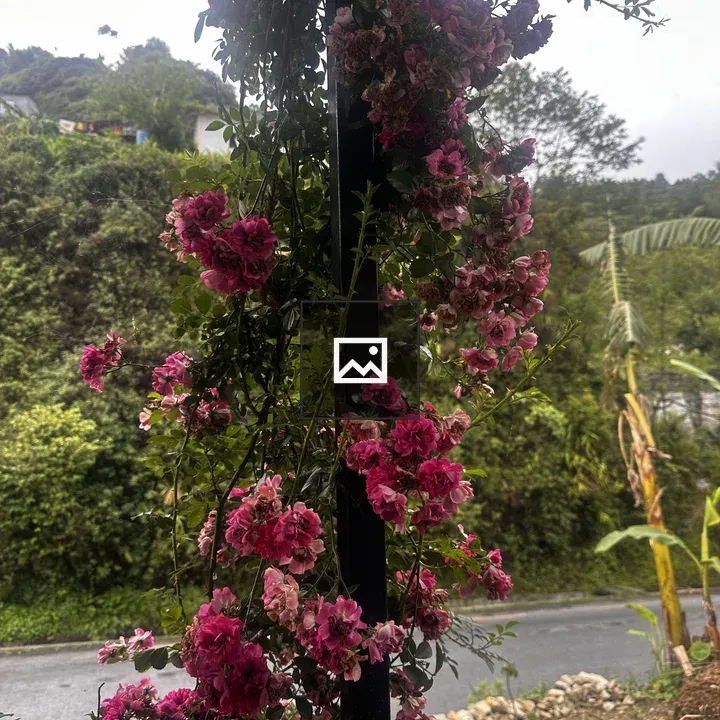 Pink flowers around a steel beam