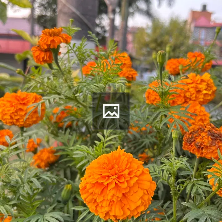 Marigold Flower Display