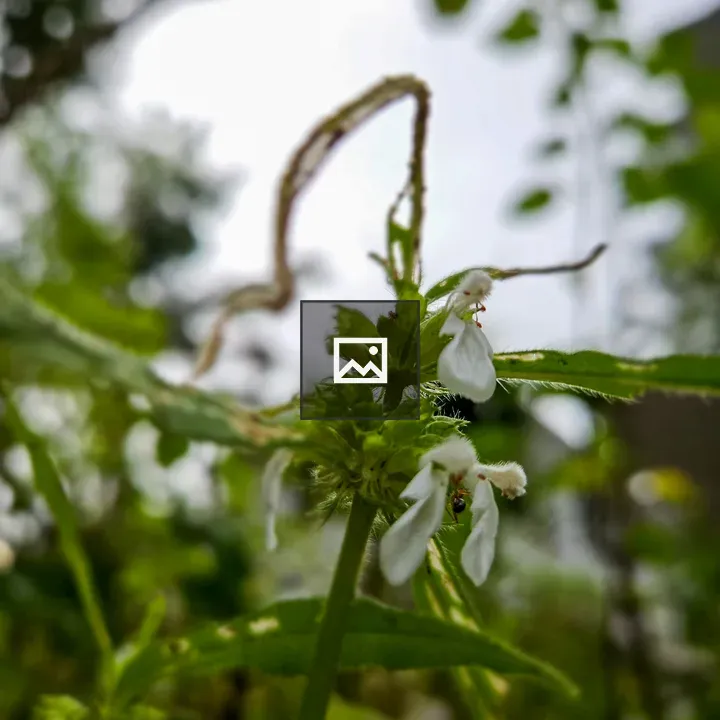 Thumba herb petals on green stem