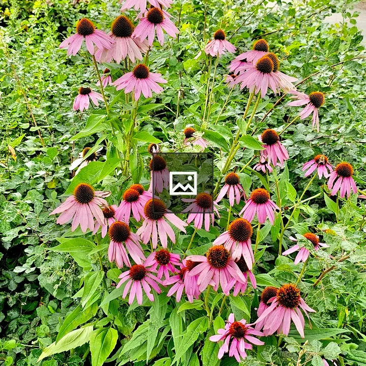 Echinacea purpurea Flowers