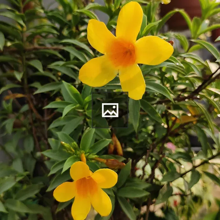 Allamanda polyantha flower