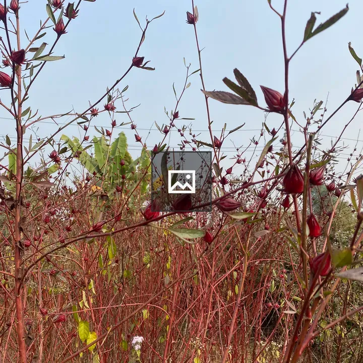 Red Hibiscus Field