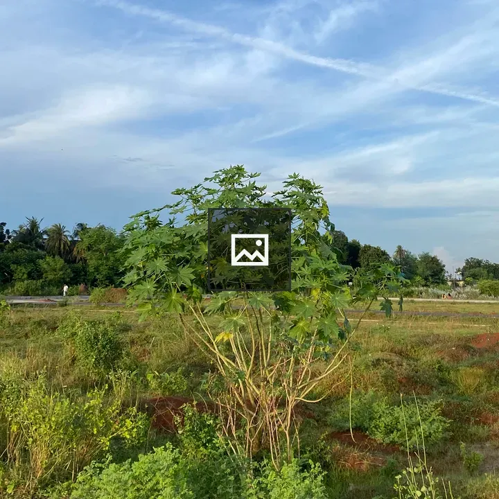 Papaya Plant in Open Field