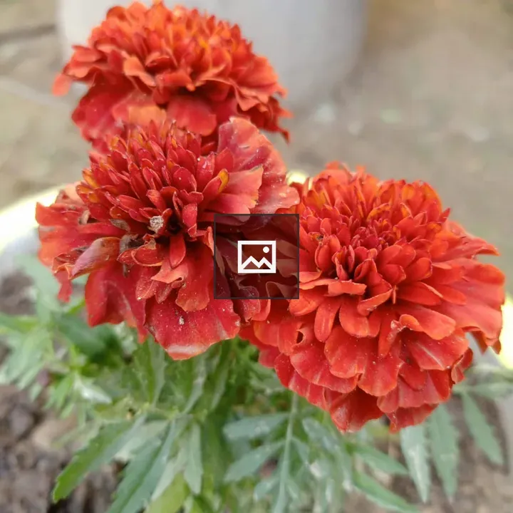 Red flowers in bloom
