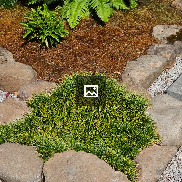 Garden Moss Circle