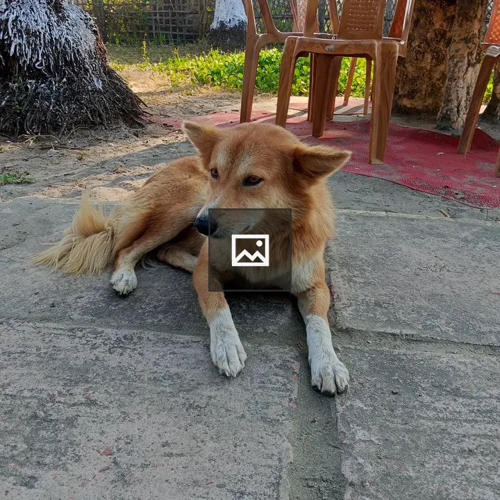 Dog on Stone Tile Floor