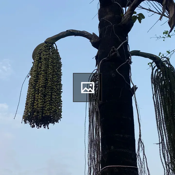 Tall palm tree with green fruits