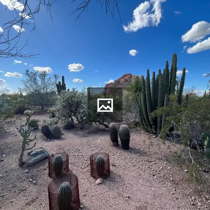 Cactus plants in desert garden