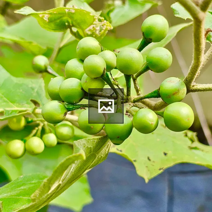 Solanum torvum berries close view