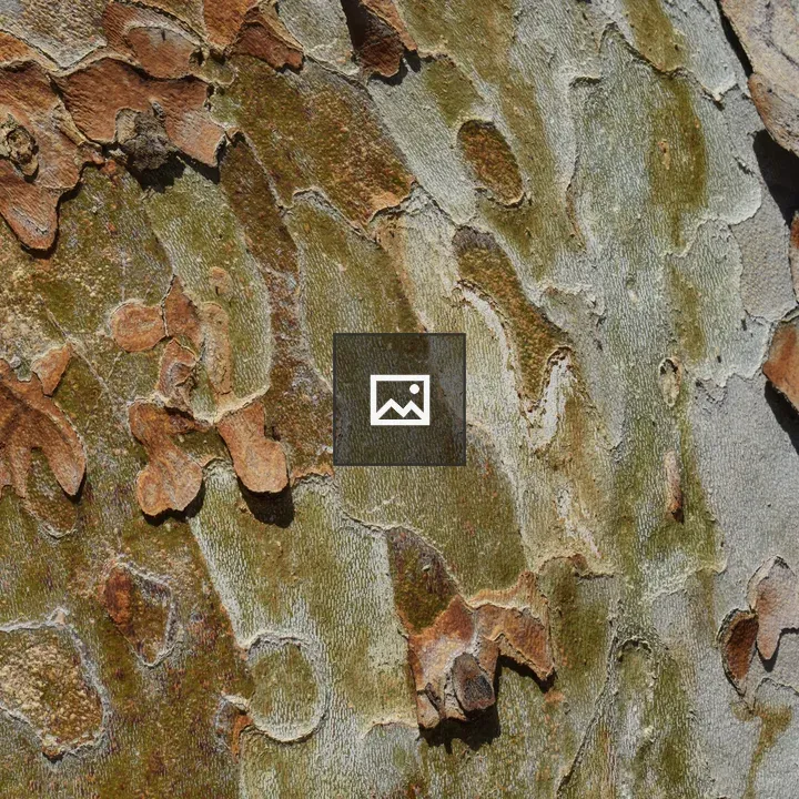 Tree Bark on Trunk