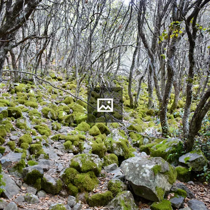 Moss-Ccovered Rocks in Forest