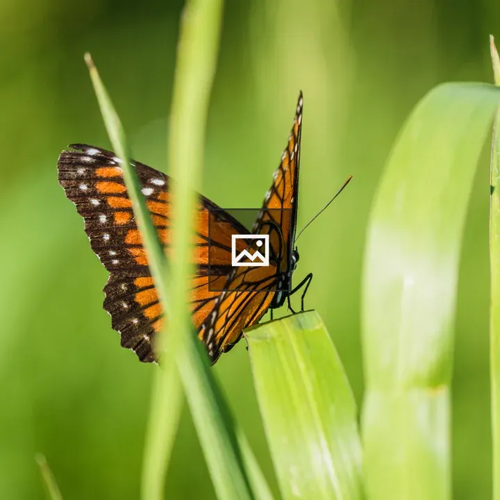 Orange butterfly on grass