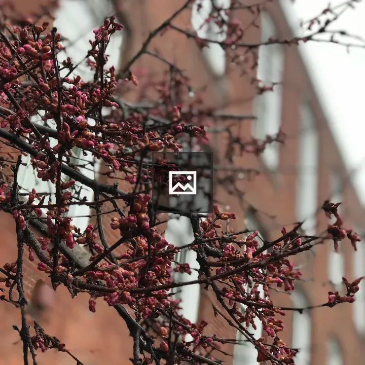 Branch with Red Buds