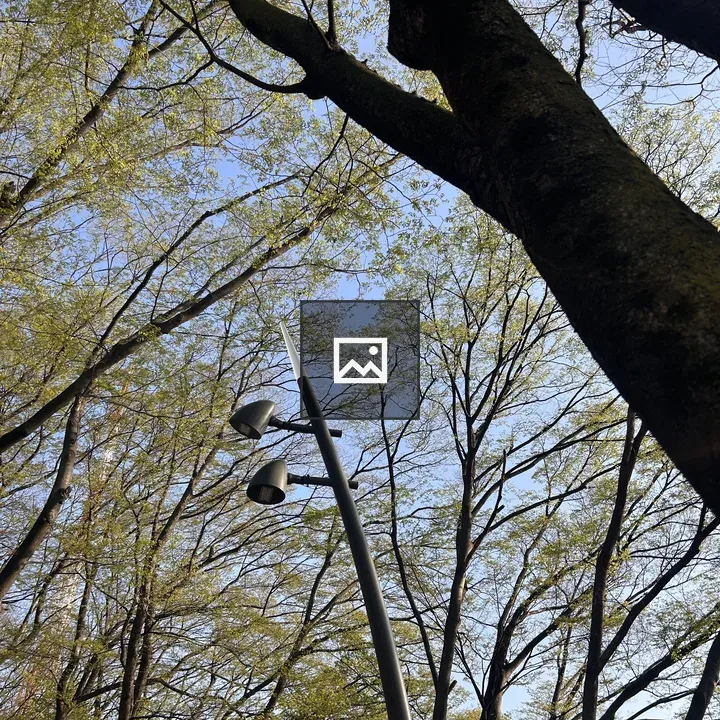 Branches Against Blue Sky