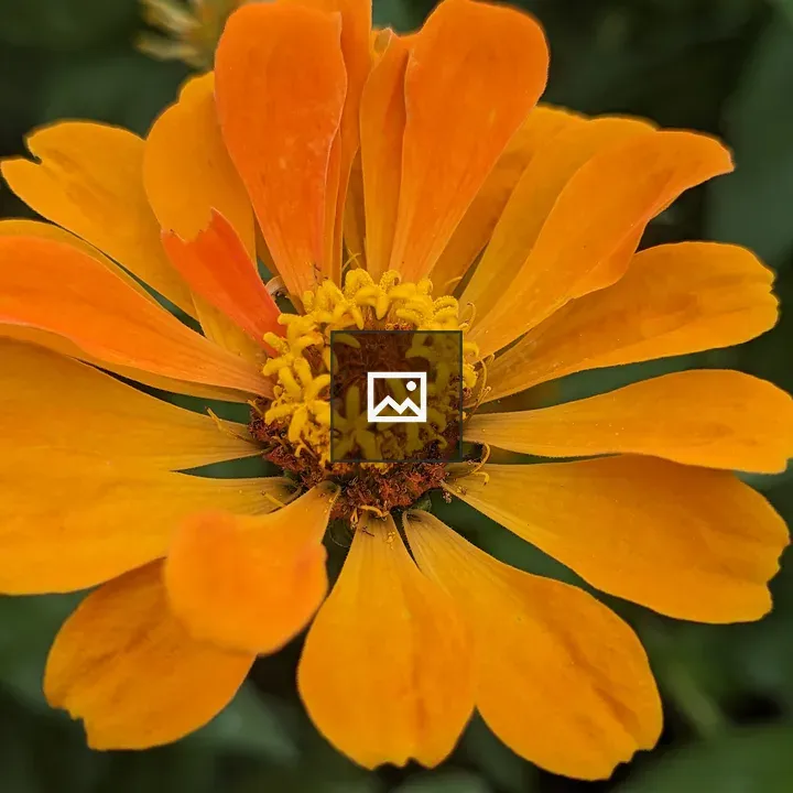 Orange and yellow zinnia flower