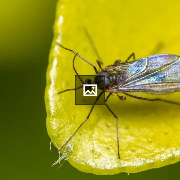 Gall midge on leaf