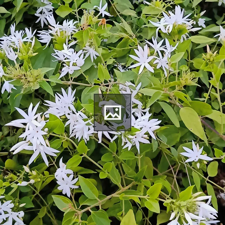Jasmine Flower