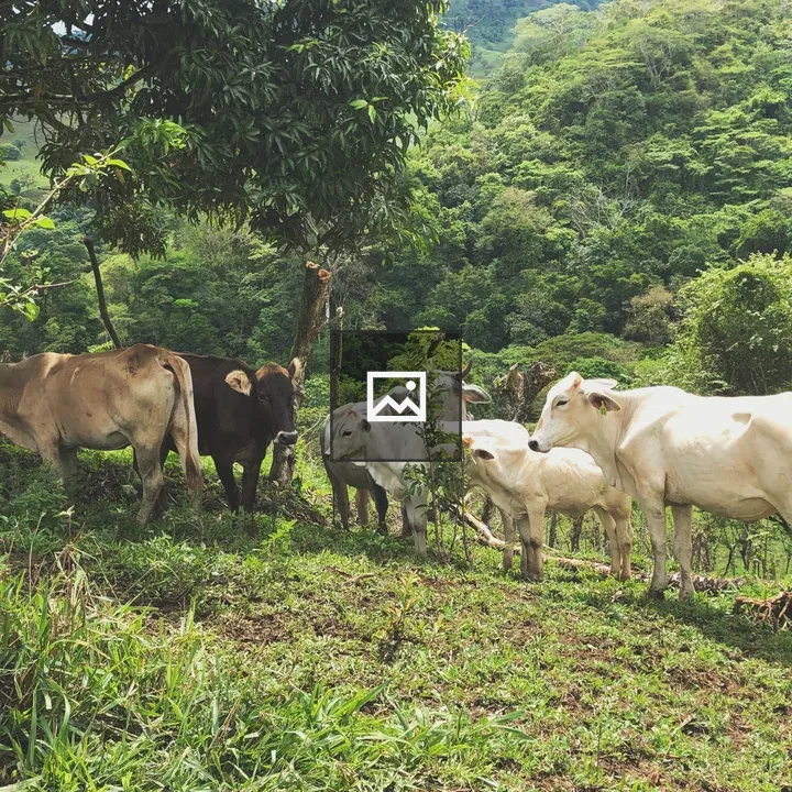 Cows Grazing on Green Hillside