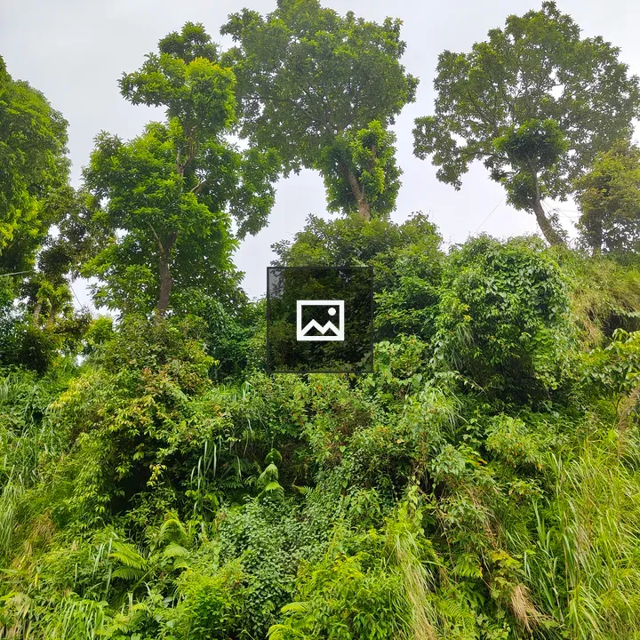 Dense thicket with tall trees